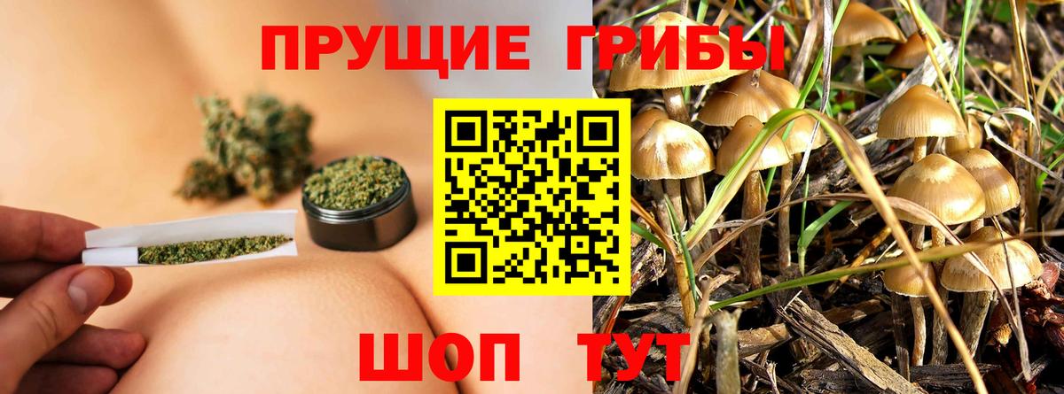Псилоцибиновые грибы мицелий Кузнецк